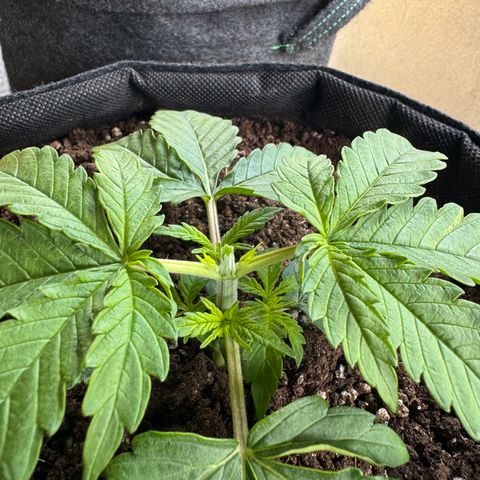 Goat‘lato Auto growlog timeline photo