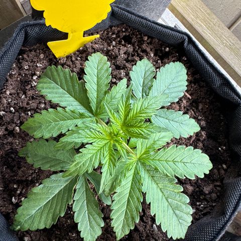 Goat‘lato Auto growlog timeline photo