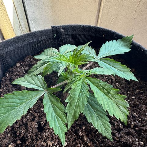 Goat‘lato Auto growlog timeline photo