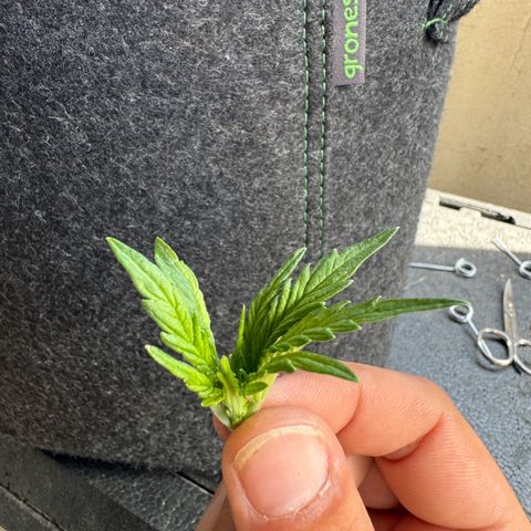 Goat‘lato Auto growlog timeline photo