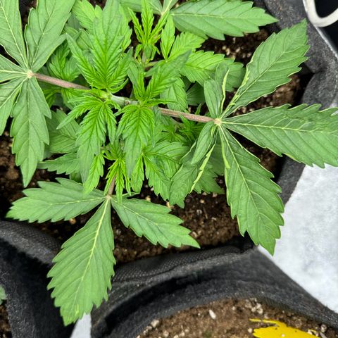 Goat‘lato Auto growlog timeline photo