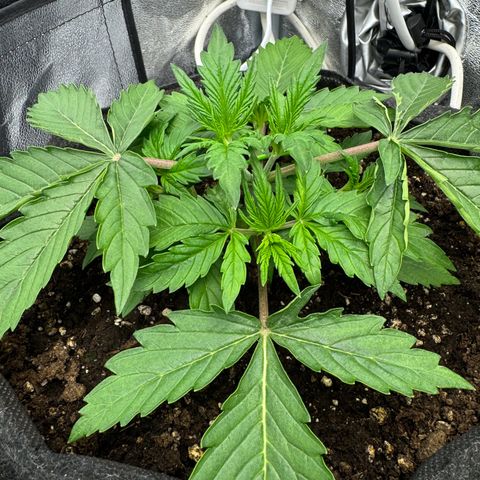 Goat‘lato Auto growlog timeline photo