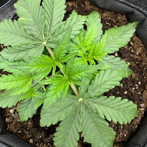 Goat‘lato Auto growlog timeline photo