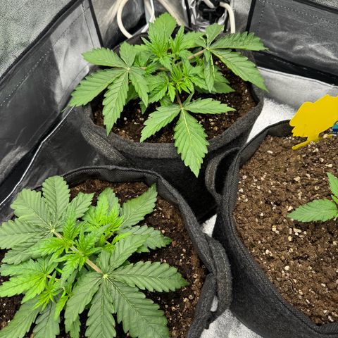 Goat‘lato Auto growlog timeline photo