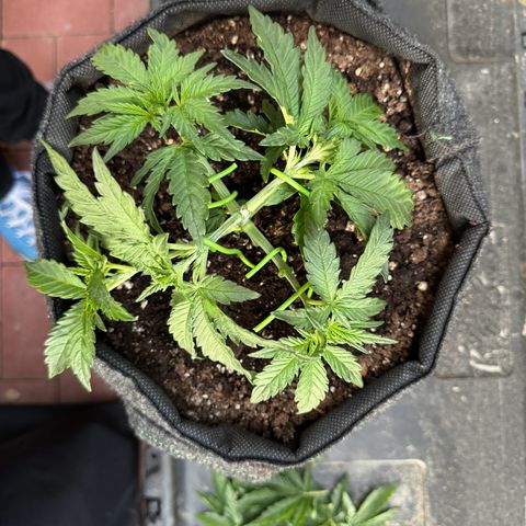 Goat‘lato Auto growlog timeline photo