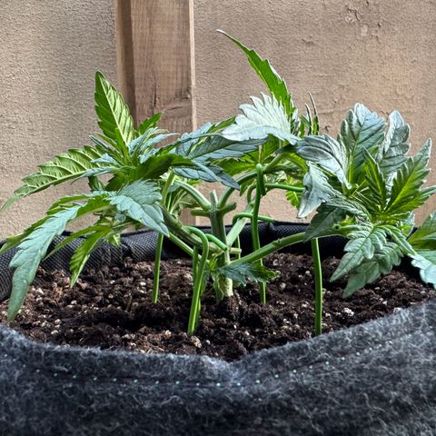 Goat‘lato Auto growlog timeline photo