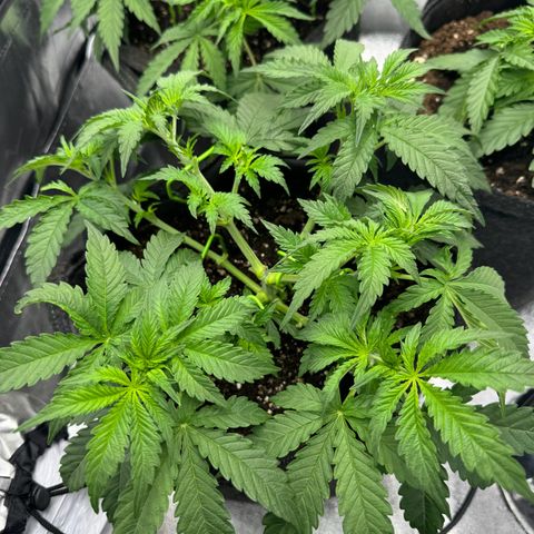 Goat‘lato Auto growlog timeline photo