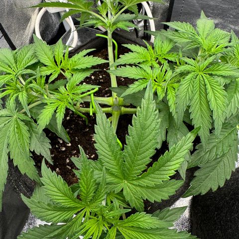 Goat‘lato Auto growlog timeline photo