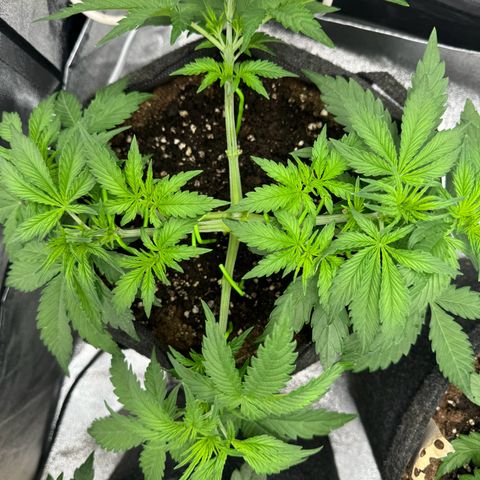 Goat‘lato Auto growlog timeline photo