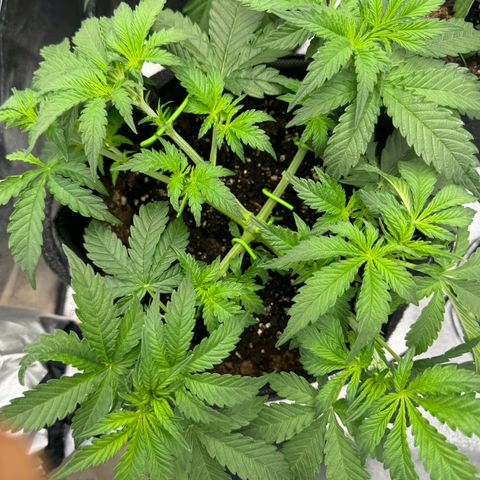 Goat‘lato Auto growlog timeline photo