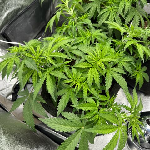 Goat‘lato Auto growlog timeline photo