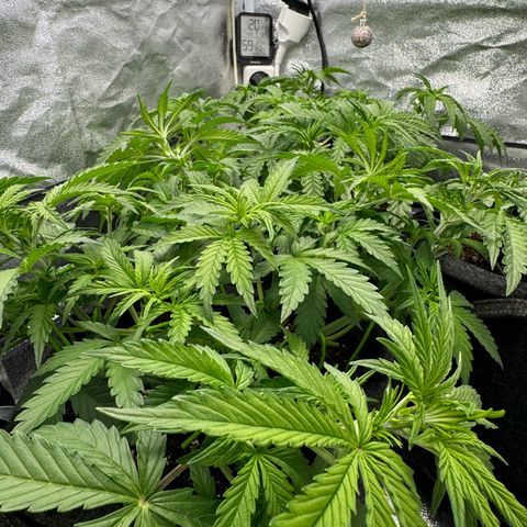 Goat‘lato Auto growlog timeline photo