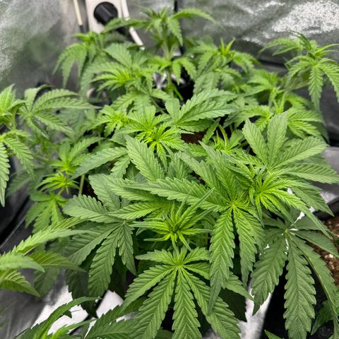 Goat‘lato Auto growlog timeline photo