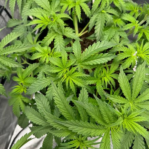 Goat‘lato Auto growlog timeline photo