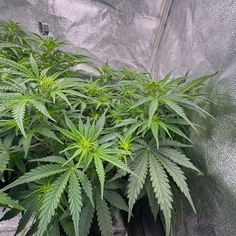 Goat‘lato Auto growlog timeline photo