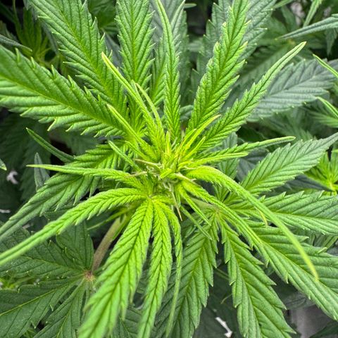 Goat‘lato Auto growlog timeline photo
