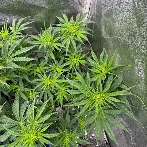 Goat‘lato Auto growlog timeline photo
