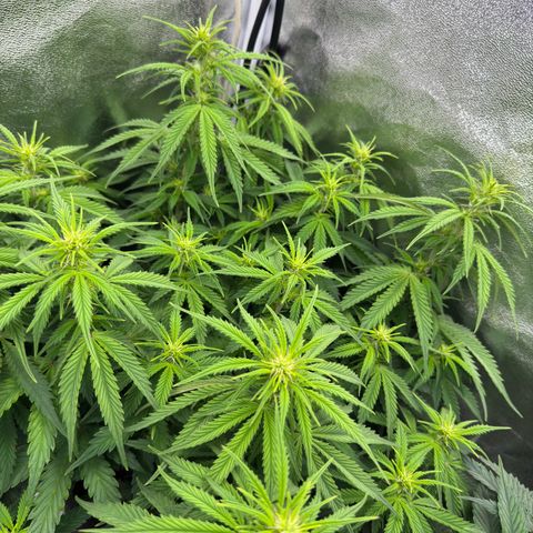 Goat‘lato Auto growlog timeline photo