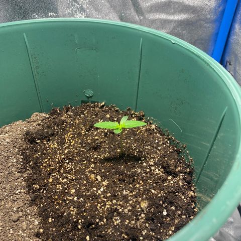 Lebron Haze Auto XXL 3 growlog timeline photo