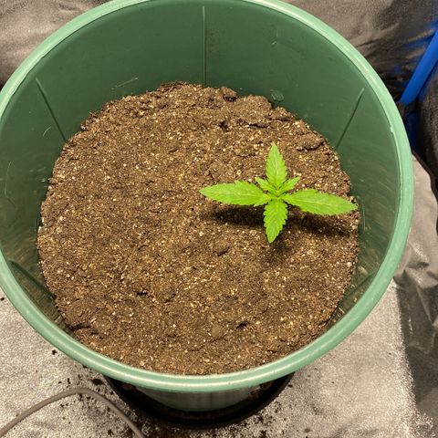 Lebron Haze Auto XXL 3 growlog timeline photo