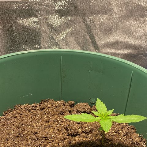 Lebron Haze Auto XXL 3 growlog timeline photo
