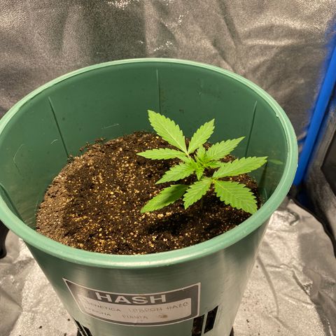 Lebron Haze Auto XXL 3 growlog timeline photo