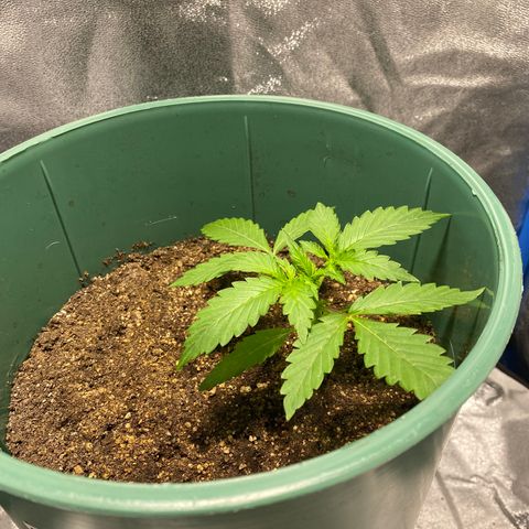 Lebron Haze Auto XXL 3 growlog timeline photo