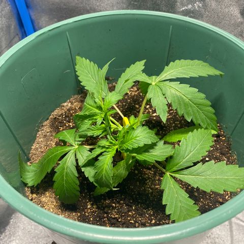 Lebron Haze Auto XXL 3 growlog timeline photo