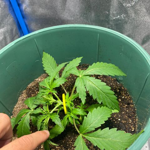 Lebron Haze Auto XXL 3 growlog timeline photo