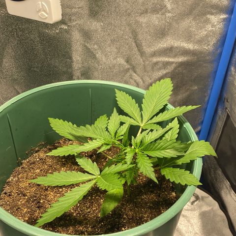 Lebron Haze Auto XXL 3 growlog timeline photo