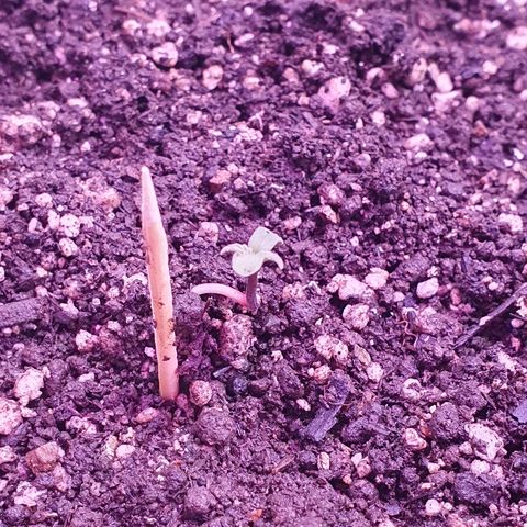 Fênix  growlog timeline photo