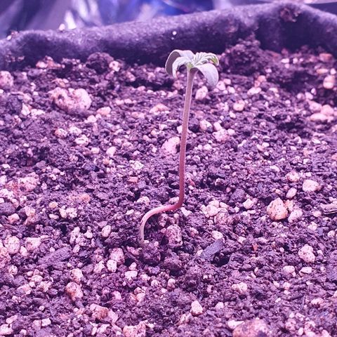 Fênix  growlog timeline photo