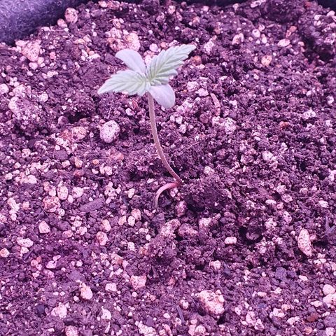 Fênix  growlog timeline photo
