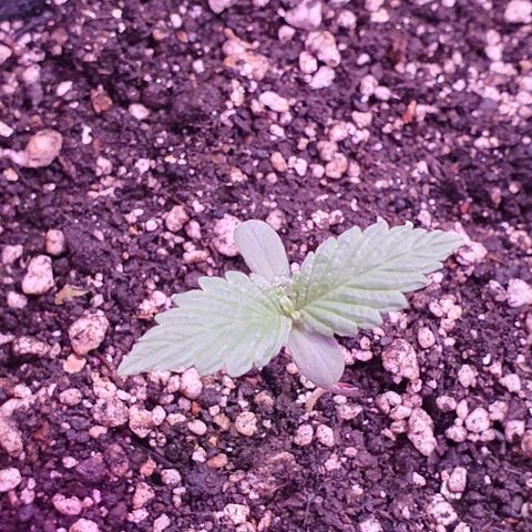 Fênix  growlog timeline photo
