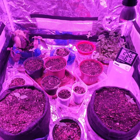 Fênix  growlog timeline photo