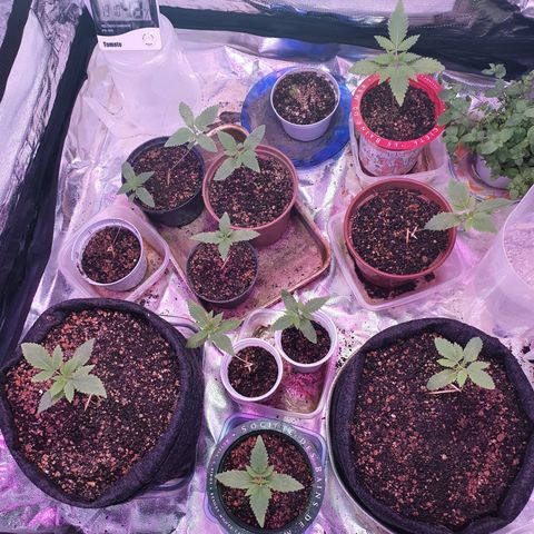 Fênix  growlog timeline photo
