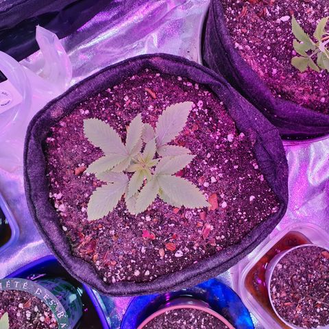 Fênix  growlog timeline photo