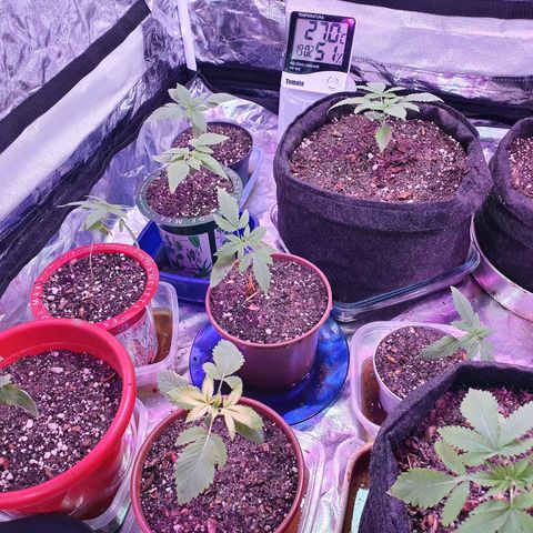 Fênix  growlog timeline photo