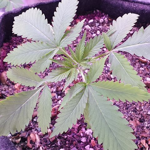Fênix  growlog timeline photo