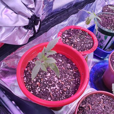 Fênix  growlog timeline photo