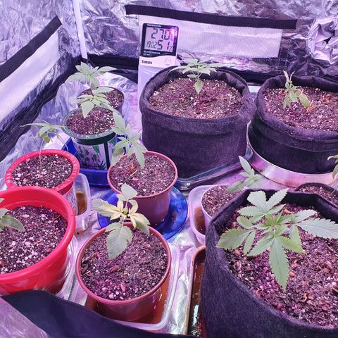 Fênix  growlog timeline photo