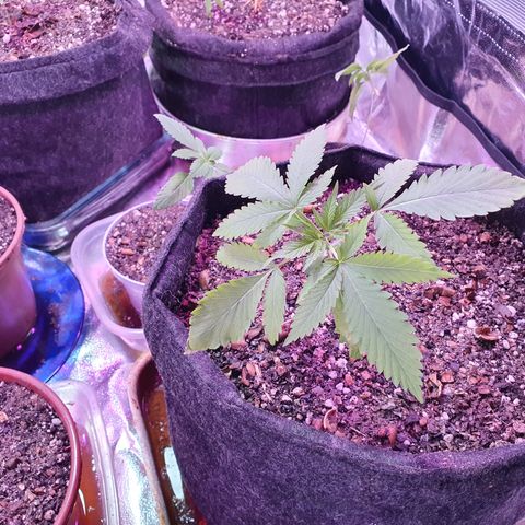 Fênix  growlog timeline photo