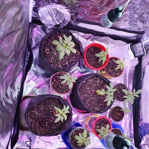 Fênix  growlog timeline photo