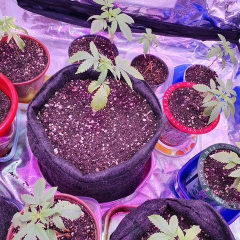 Fênix  growlog timeline photo