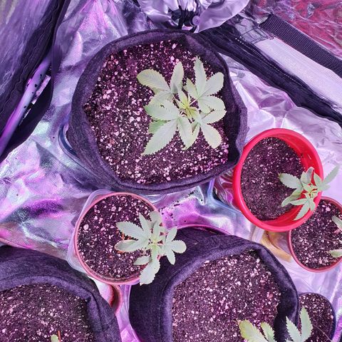 Fênix  growlog timeline photo