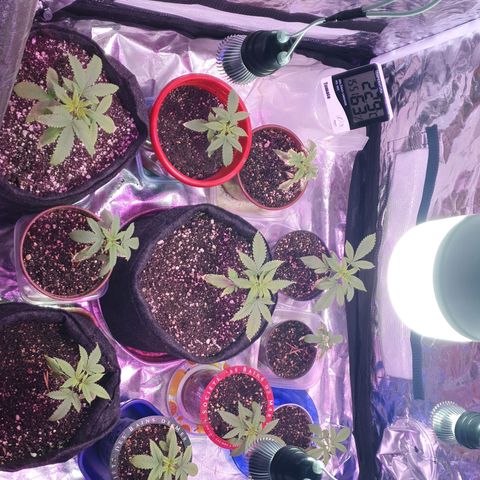 Fênix  growlog timeline photo