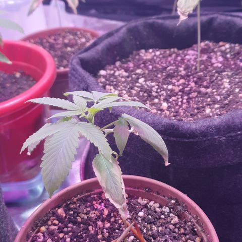 Fênix  growlog timeline photo