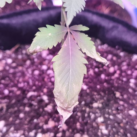 Fênix  growlog timeline photo