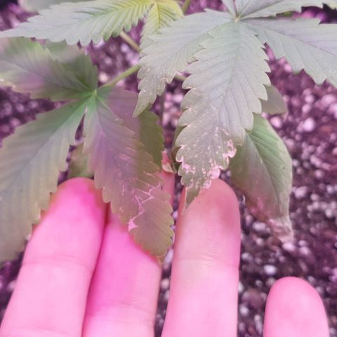 Fênix  growlog timeline photo