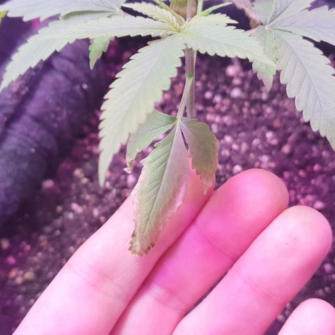Fênix  growlog timeline photo